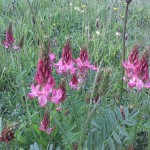 grass seed with wildflowers