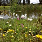 Wildflowers for Wet areas