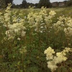 Wildflowers for wet areas