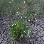 Wildflowers for wet areas