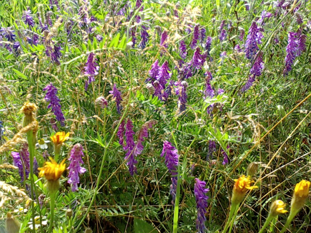 grass seed with wildflowers
