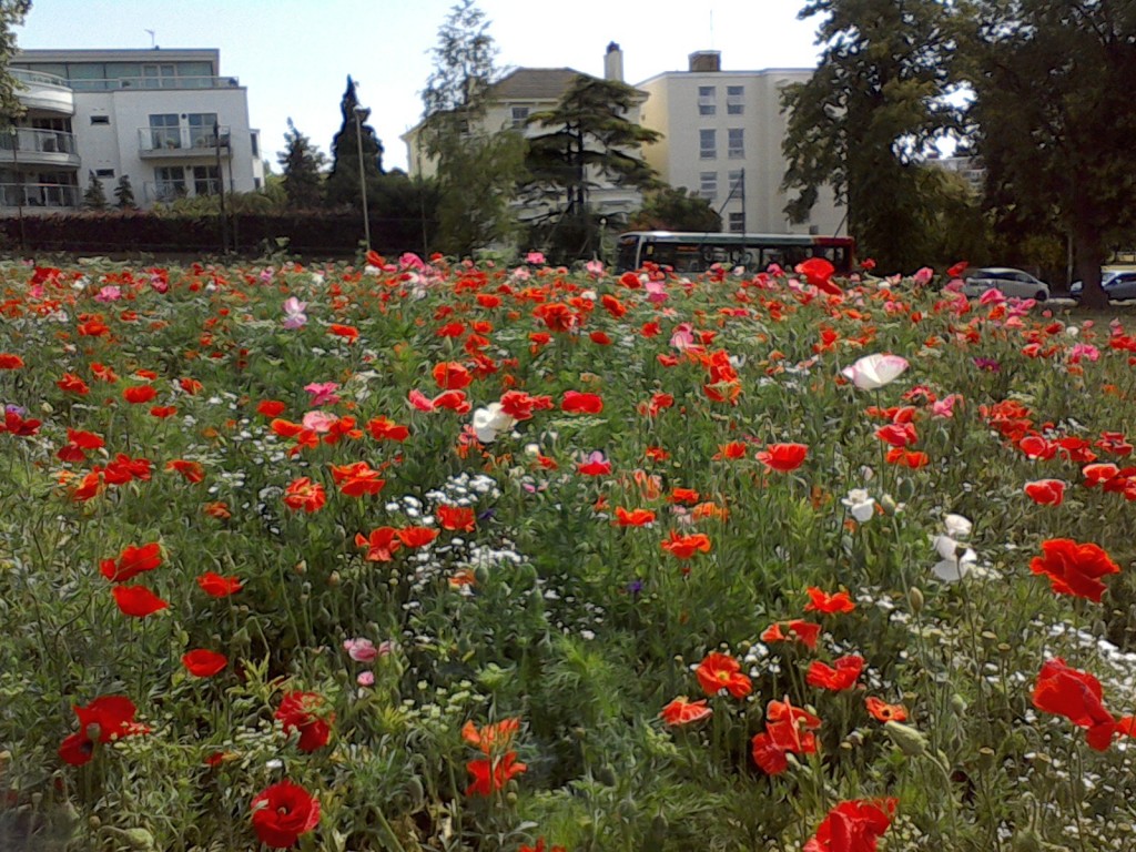 Wildflower landscaping