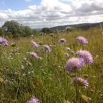 Grass with wildflowers