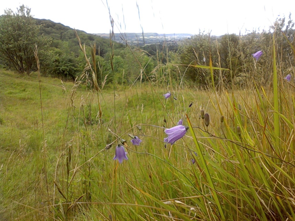 grass seed with wildflowers