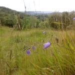 grass seed with wildflowers