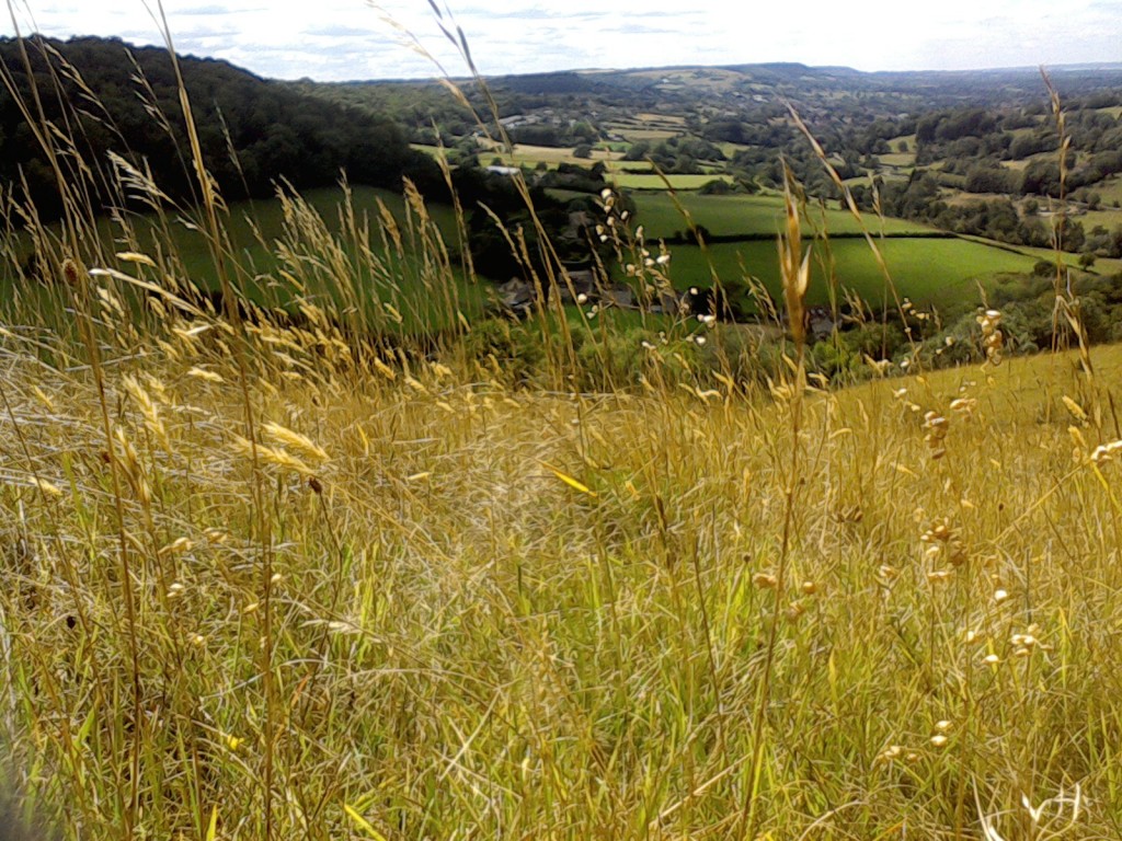 grass seed with wildflowers