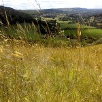 grass seed with wildflowers