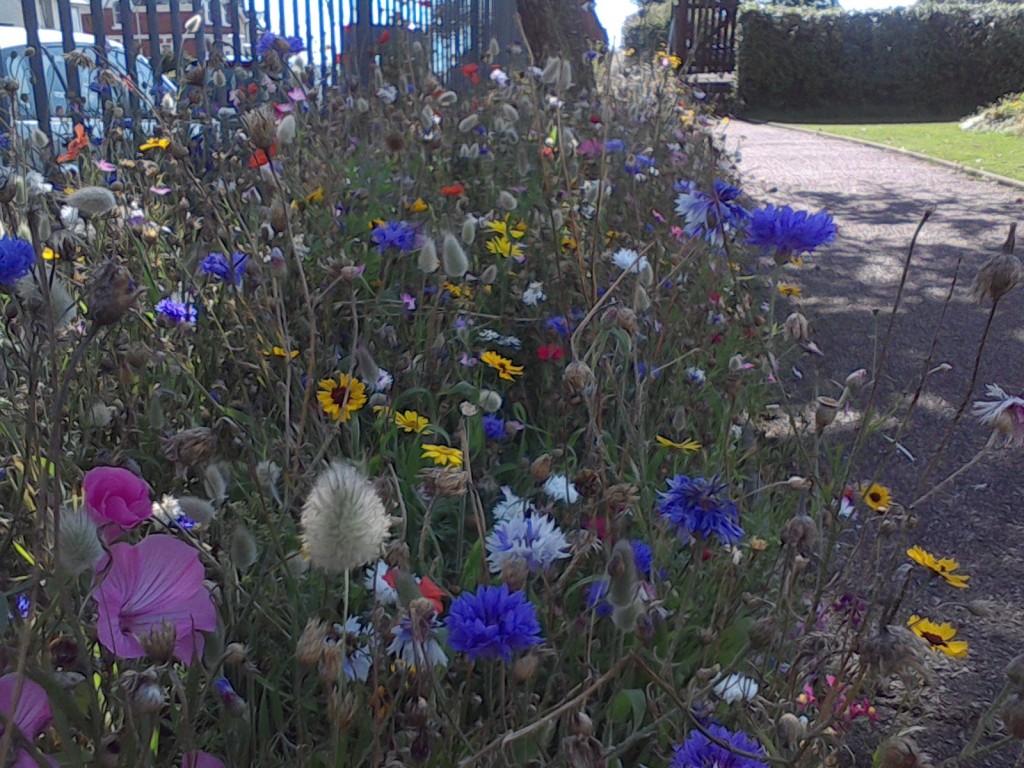 Wildflower landscaping