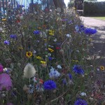 Wildflower landscaping