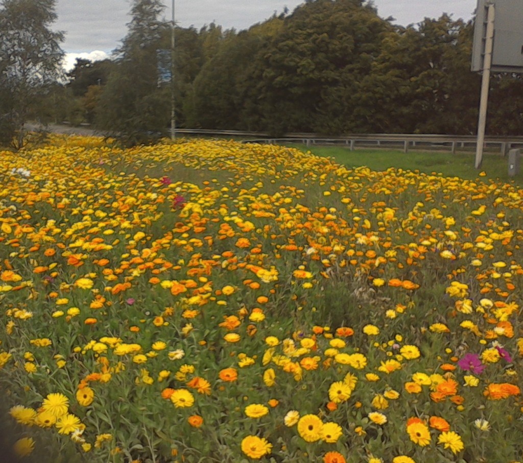 Wildflower landscaping