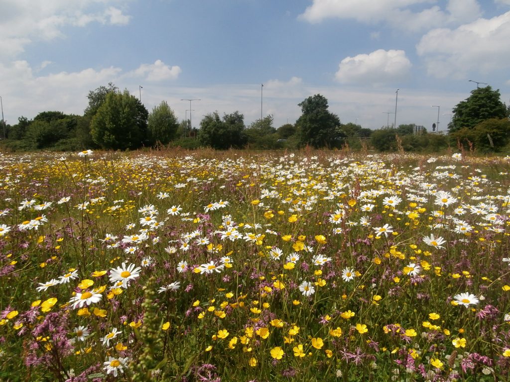 Wildflower combinations