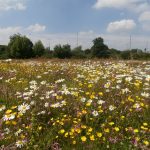 Wildflower combinations