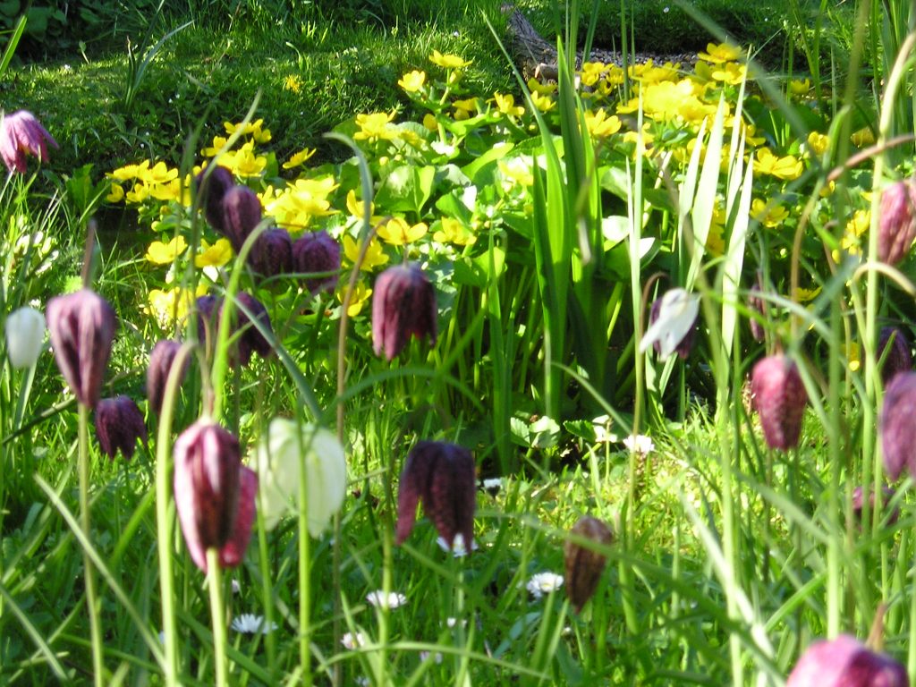 Wildflower combinations