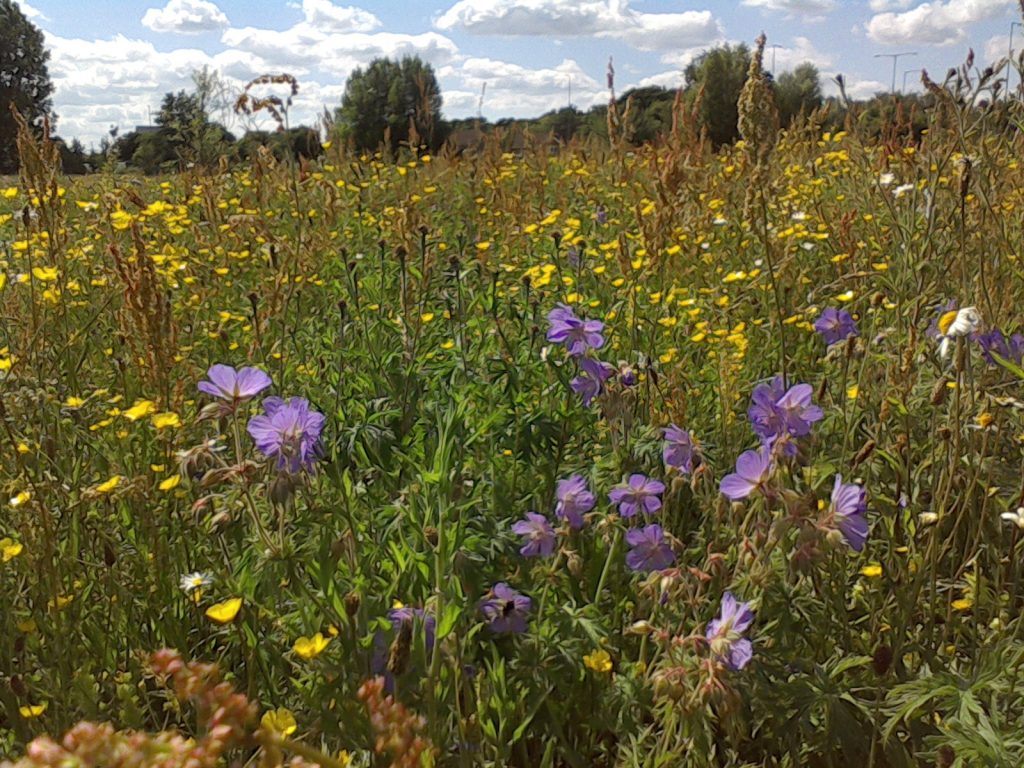 Wildflowers that grow together