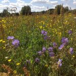 Wildflowers that grow together