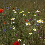 Wildflower combinations