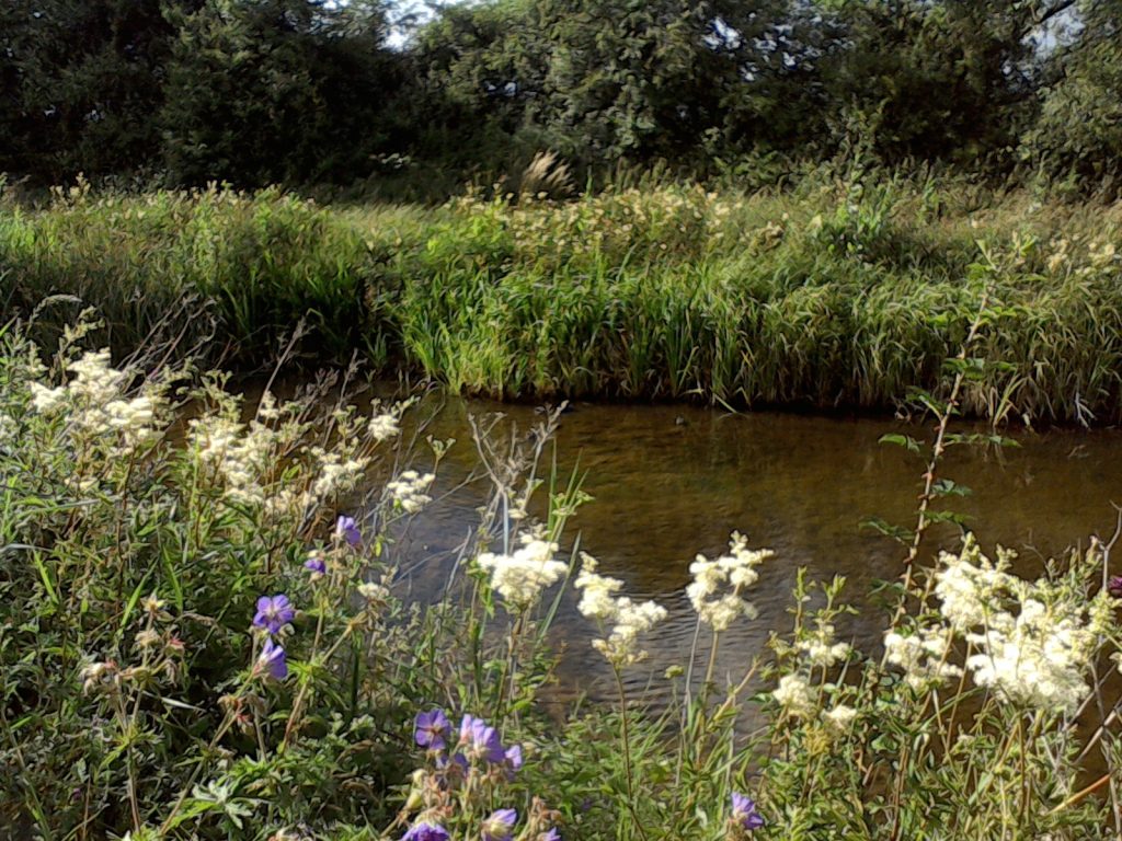 Wildflowers that grow together