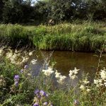 Wildflowers that grow together