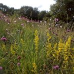 Wildflower combinations