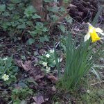 Wildflowers that grow together