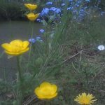 Wildflowers that grow together