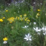 Wildflower combinations