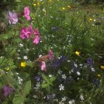 wildflower garden in May