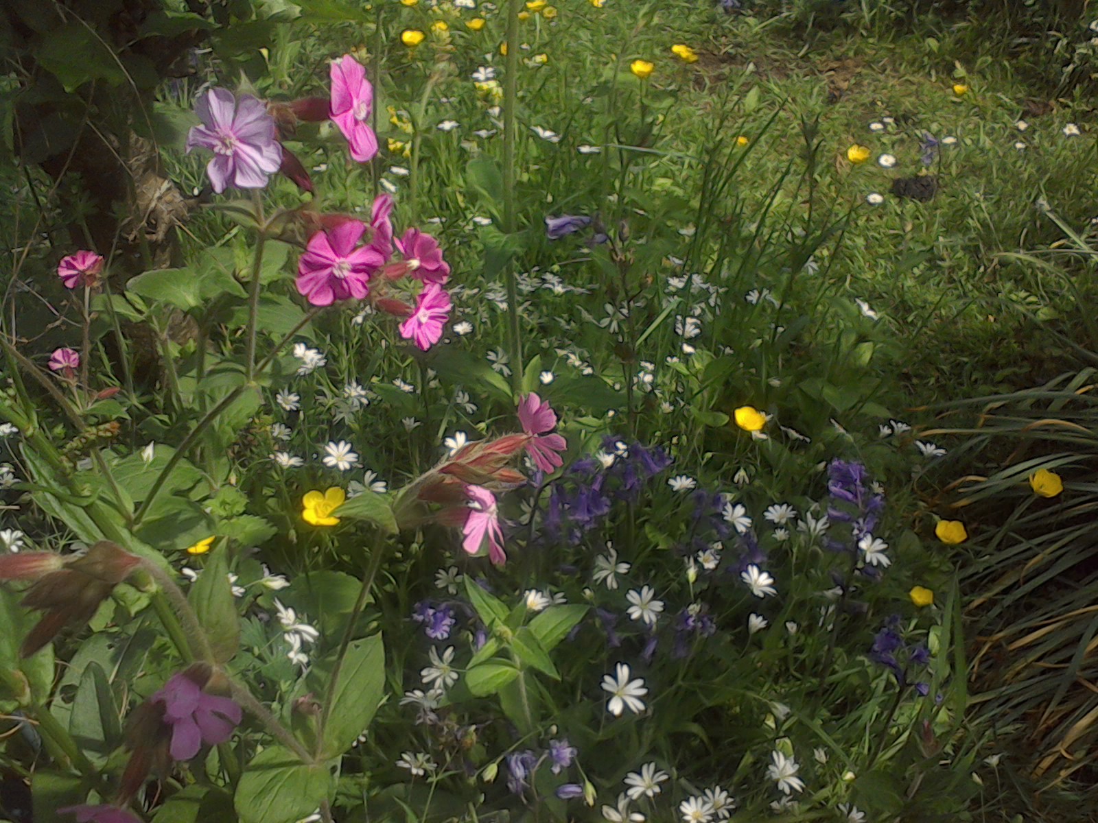wildflower garden in May