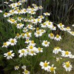 The Wildflower Garden in June