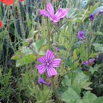 Wildflower seeds to buy 2017