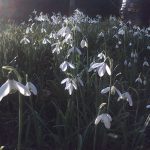 Order Snowdrops in the green