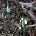 Order Snowdrops in the green