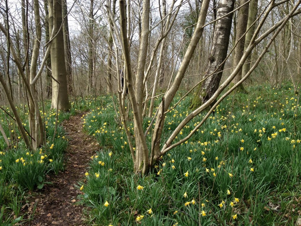 Wild Daffodils