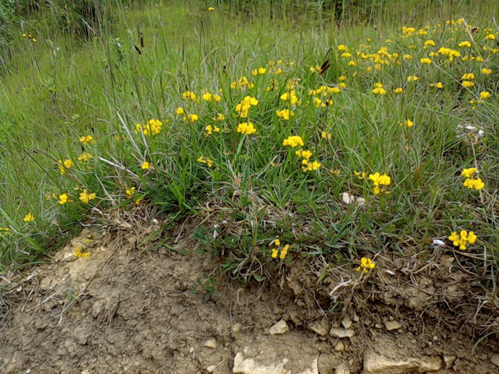 Horseshoe Vetch Seeds