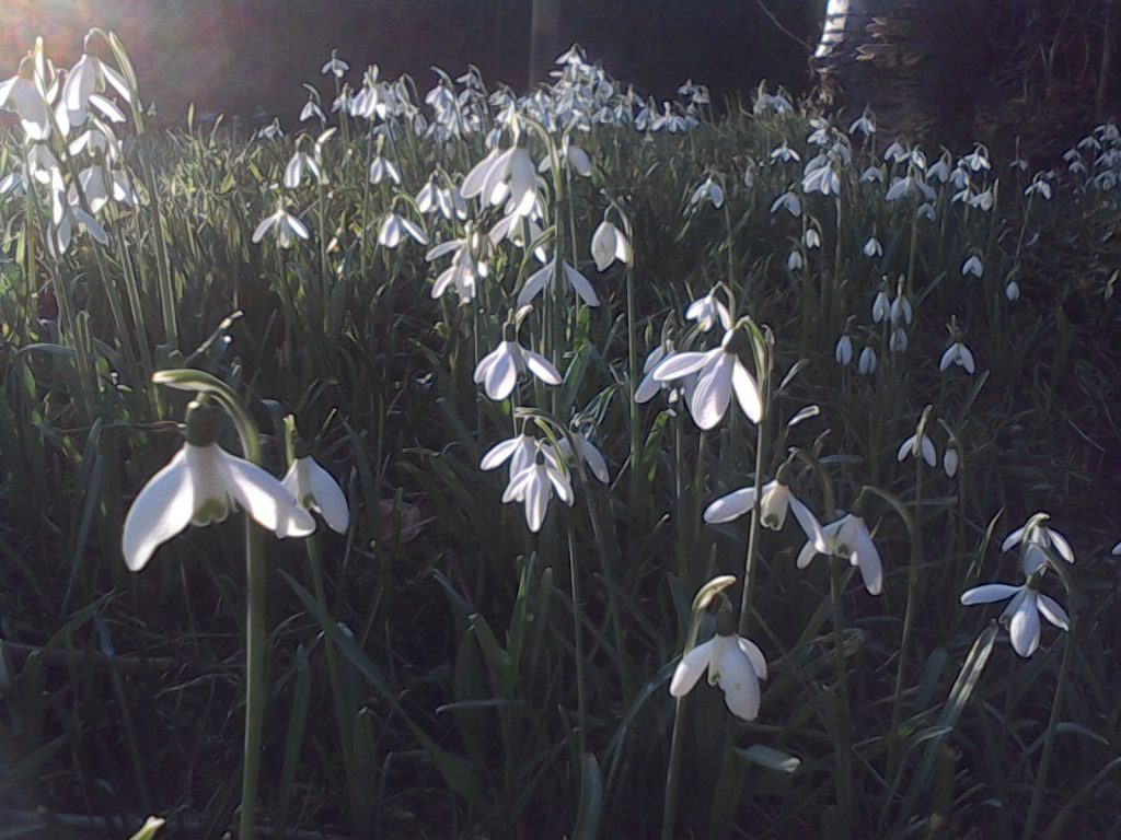 Autumn Bulb Clearance