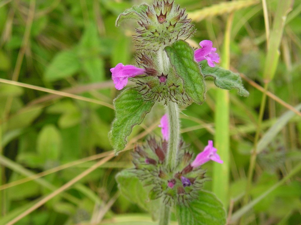 Wild Basil Seeds