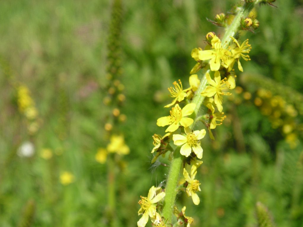 Common Agrimony Seeds - Wildflowers UK Blog