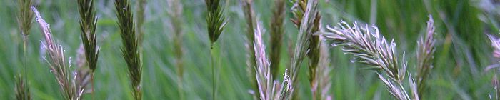 Individual Meadow grasses