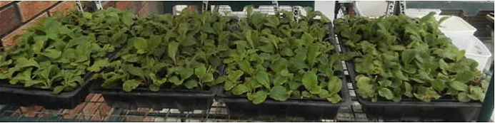 Individual plant plugs