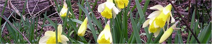 Individual Wildflower Bulbs