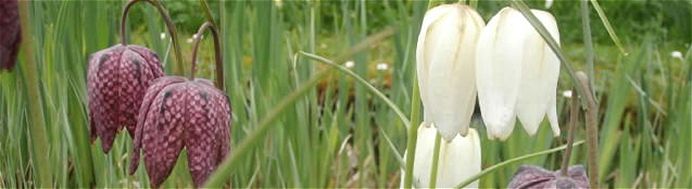 Wildflower Bulb collections