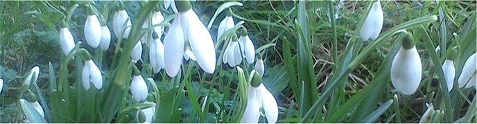 In-the-green Snowdrops