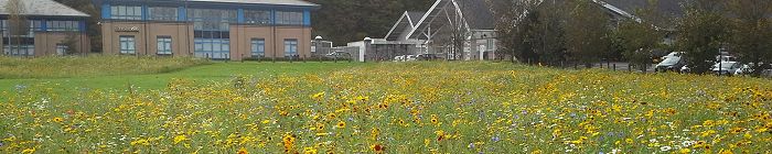 Urban wildflower seed mixtures