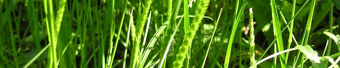 100% Meadow grass mixtures