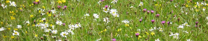 Wildflower & Meadow grass mixtures