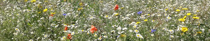 Cornfield Annuals