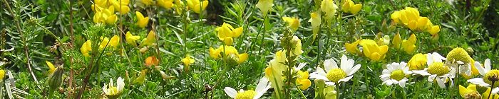 100 % Wildflower seed mixtures