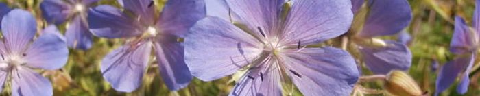 Individual Wildflower seeds