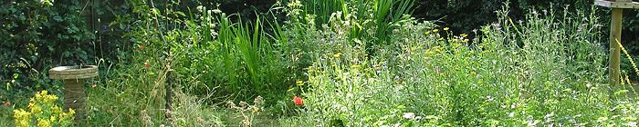 Widflower gardening kits