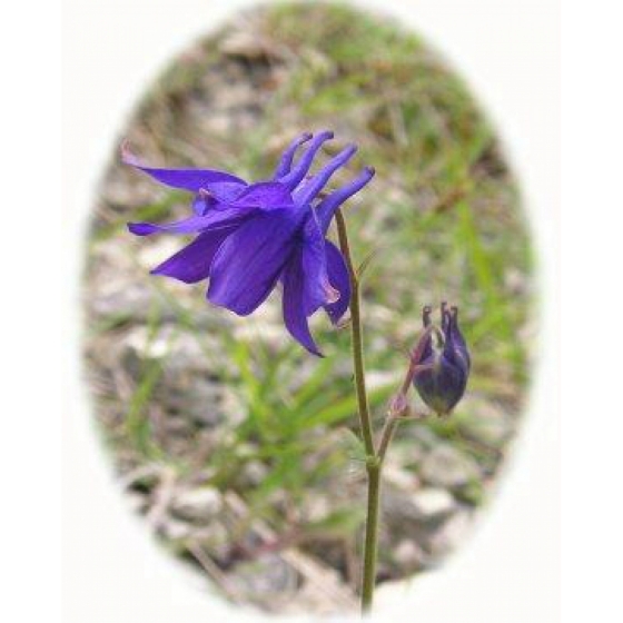 COLUMBINE seeds (aquilega vulgaris)